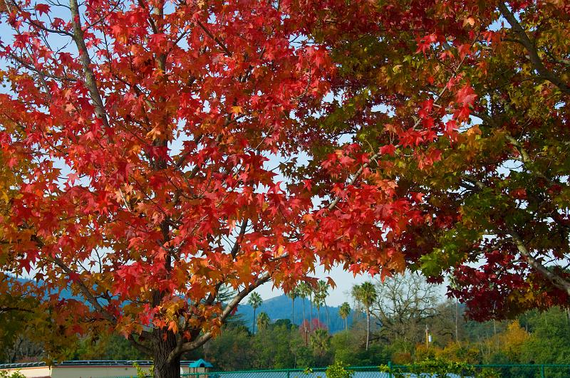 DSC_0911.jpg - Autumn Color Fairfax, CA