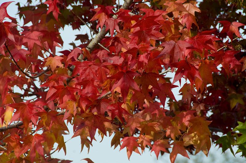 DSC_0912.jpg - Autumn Color Fairfax, CA