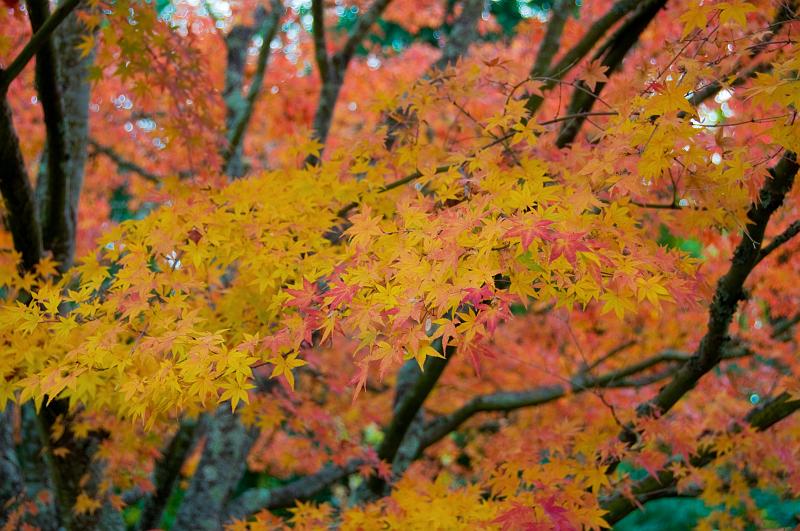 DSC_0913.jpg - Autumn Color Ross, CA
