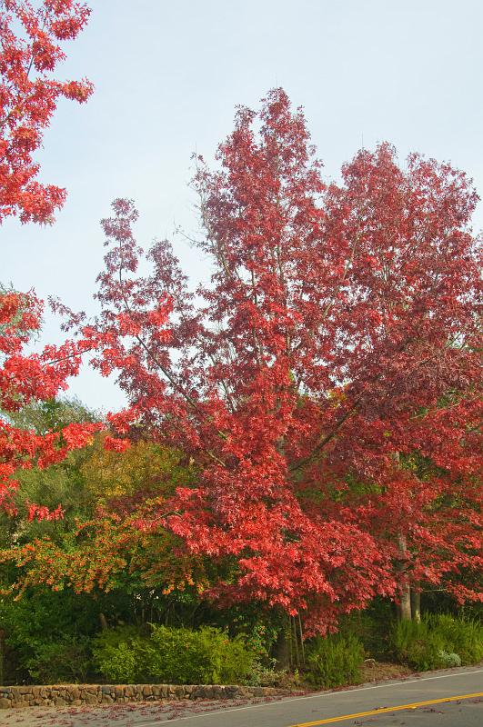 DSC_0918.jpg - Autumn Color Ross, CA