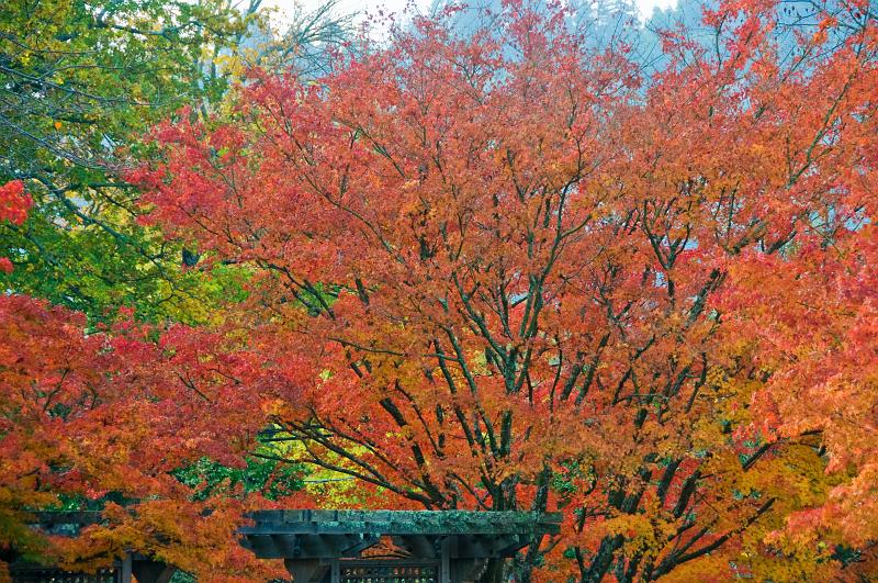 DSC_0919.jpg - Autumn Color Ross, CA