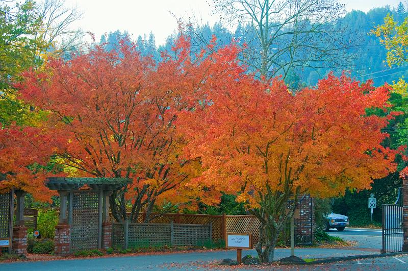 DSC_0921.jpg - Autumn Color Ross, CA