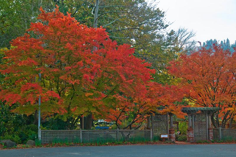 DSC_0922.jpg - Autumn Color Ross, CA