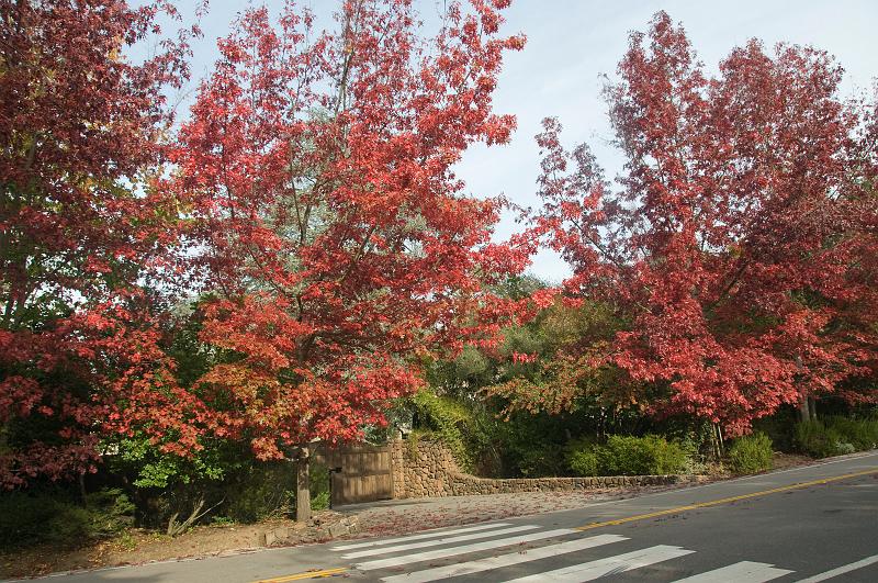DSC_0926.jpg - Autumn Color Ross, CA