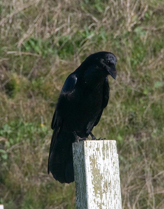 DSC_0931.jpg - American Crow Pt. Reyes, CA