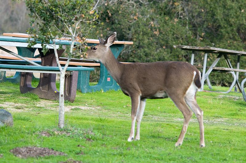 DSC_1206.jpg - Deer Pt. Reyes, CA